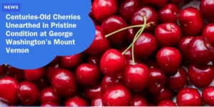 NEWS – Centuries-Old Cherries Unearthed in Pristine Condition at George Washingtons Mount Vernon