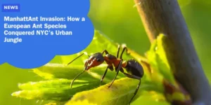 ManhattAnt Invasion How a European Ant Species Conquered NYC’s Urban Jungle_11zon